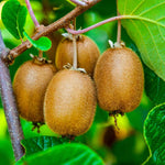 Set of 4 Hardy Kiwi Plants Live, 4-6 Inch Tall, Cold Hardy Kiwi Vine Starter Plants for Outdoor Growing