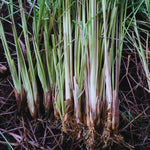 1 Big Lemon Grass Plants for Outside, Lemongrass Plants Live, No Pot, Well Rooted, Trim Back, Fresh Fragrant Lemon Grass Stalks Plants for Outside Live