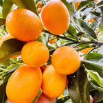 Sweet Meiwa Kumquat Tree Plant Live, 1-2 Years Old in 1 Gallon Pot, Fast-Growing Orange Citrus for Spring Planting Indoor Outdoor