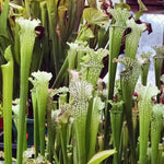 Nepenthes Pitcher Plant Pots Live Plants, Green Red Pitcher Nepenthes for Terrariums Backyard Gardens, Size Starter 8 Months Old for Easy Planting Indoor Outdoor