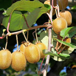 2 Hardy Kiwi Plants Live, Well Rooted 4-6" Tall Kiwi Vines, Perennial Fruit Plants for Garden or Trellis