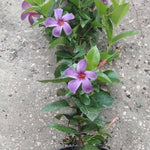 Mandevilla Live Plant, Purple Mandevilla Flower Plants, 10 to 12 Inches Tall, Live Mandevilla Plant Outdoors
