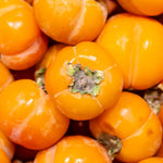 Persimmon Tree Seedling, 1-2 Ft Tall