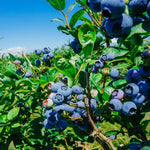 2 Legacy Blueberry Bush Live Plant, Blueberry Plants Live for Planting 5 to 8 Inch Tall, Sweet Blueberries Fruit Seedlings