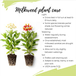 2 Mix Milkweed Plants Live, 5-8 Inch Tall, Butterfly Milkweed Asclepias Tuberosa Plant for Perennial Flower