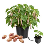 Live Variegated Bean Plant, Bean Bush Plants, 3-5 Inches Tall