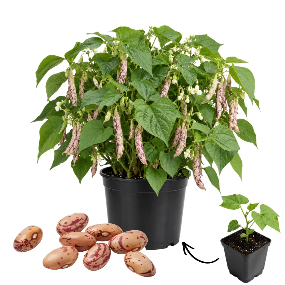 Live Variegated Bean Plant, Bean Bush Plants, 3-5 Inches Tall