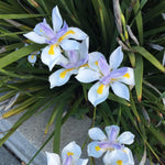 Pack of 2 African Iris Plants Live, Live African Iris Plant, White Bloom, 3-5 Inc Tall, Perennial Flowers for Indoor Outdoor Planting