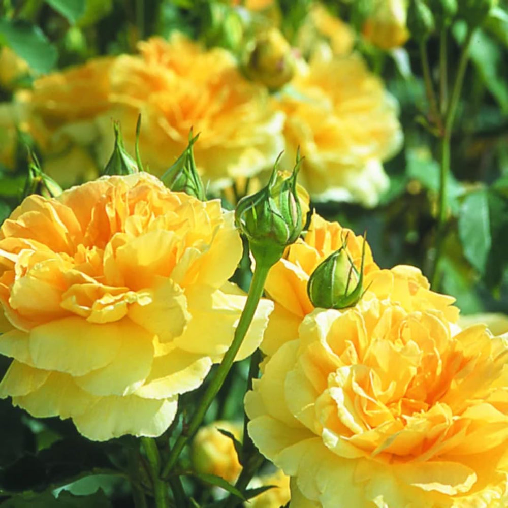Starter Climbing Roses Live Plants, Rose Bushes Ready to Planting, No Pot, Cut Back, Well Rooted, 6-8 Months Old (Yellow)