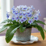Blue Ice Streptocarpus Lady Slipper Plants in 3.25 Inch Pot, Live Flowering Houseplant for Patio, Containers and Indoor Gardening