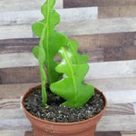 Fishbone Cactus Live Plant in 4'' Pot, Pink Epiphyllum Flower Cactus Houseplant Well Rooted, Unique Trailing Succulent for Planting