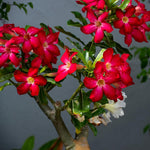 Live Desert Rose Plants, Adenium Desert Rose Bushes, 4-7 Inches Tall for Indoor or Outdoor Planting (Red)