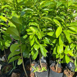 Soursop Tree Live Plant 8 Months Old No Pot, Tropical Annona Muricata Starter Plant, Very Fast-Growing, 5-9 Inches in Tall, No CA