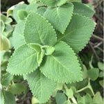 Green Cuban Oregano Live Plant in 4 inch Pot, Herb Oregano Plants Live Potted for Planting