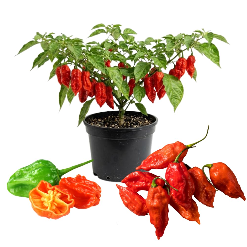 Red Pepper Plants Live for Planting, 2 Bhut Jolokia Pepper Seelings in Pot, 4 to 6 Inches Height, Well Rooted for Outdoor Garden