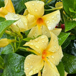 Set of 2 Mandevilla Plants Live, Yellow Mandevilla Flower Plants, 4 to 6 Inches Tall, Mandevilla Well Rooted, Live Mandevilla Plant Outdoors