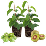 2 Hardy Kiwi Plants Live, Well Rooted 4-6" Tall Kiwi Vines, Perennial Fruit Plants for Garden or Trellis
