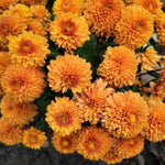 3 Hardy Chrysanthemum Plants Live, Orange Mums Plants Live, 5 to 7 Inc Tall, Chrysanthemum Flowers Perennials Gardening Outdoor