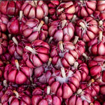 4 XL Size Chesnok Red Garlic Bulbs for Planting Outdoors, Heirloom 0.5 Pound, 4-5 Jumbo Bulbs Garlic for Fall Planting