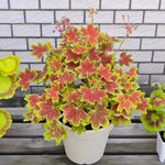 2 Bicolor Leaves Scented Geranium Plants Live 4–7 Inches Tall, Fragrant Flowering Geranium Herb Plant, Indoor Outdoor Container Plant for Garden