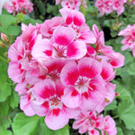 2 Rose Geranium Plants Live, Geraniums Live Plants, Colorful Flowering Plants for Garden, Patio, or Hanging Baskets, 5-9" Tall, No Pot