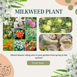2 Butterfly Milkweed Plants Live, Asclepias Tuberosa Tropical Milkweed Flowers for Butterfly Garden, 4-9" Tall Perennials, No Pot Included (Mixed Milkweed)