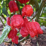6 Red Carolina Reaper Pepper Plants Live, 80 Days Old Peppers for Growing, Hot Chili Trees for Planting, No Pot, 5 to 9 Inc Tall
