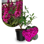 Raspberry Buddleia Butterfly Bush Plant Live, 5-9" in Tall, No Pot, Perennial Bushes Ready to Plant in Spring Outdoor Gardening, Dormant in Winter