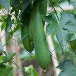 Luffa Plant Live, Live 2 Loofah Sponge Starter Plant from 4 to 6 Inches Tall, Climbing Vegetable for Outdoor Planting