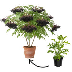 Elderberry Bushes Live Plant in Quart Pot, Black Elderberry Tree, Hardy Beries Shrub for Outdoor Garden 8-12 Inches