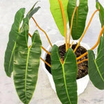 Philodendron Live Plant, Rare Variegated Houseplant 5-8 Inch Tall, Indoor Live Plant for Home or Office Decor, No Pot (Long Green Philodendron)