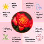 Rose Live Plant, Roses Flower Plant, Fragrant Flower for Planting, 4-6 Inches Tall, Bush Shrub Plants, Well Rooted, Ready to Grow (Orange Rose)