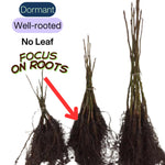 2 Cherry Laurel Shrubs Trees Live Plants, 1-2 Feet Dormant Bush Hedge Bare Roots Seedlings, Winter Hardy, Zones 6–9