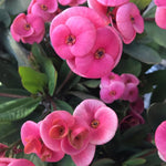 Set 2 Pink Euphorbia Milii Plants, Crown of Thorns Live Plant, 5-8 Inc Tall, Hardy Euphorbia Flowering Houseplants