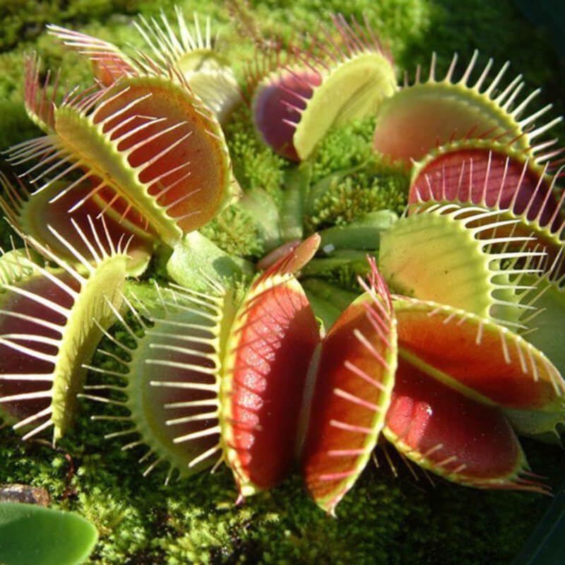 3 B52 Giant Venus Flytrap Plants Live in Pot, Starter Size, Easy to Grow Tropical Plant Terrarium Indoor Outdoor