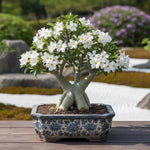 02 White Desert Rose Live Plants, Starter Adenium 3-6 Inches Tall, No Pot, No Flower, Tropical Flowering Succulent Plants for Indoor Outdoor Growing