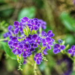 Set of 2 Live Purple Verbena Plants, Hardy Verbena Flowers, 4-8 Inches Tall, Ready for Planting