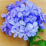 3 Blue Plumbago Plants Live, Plumbago Flower Live Plants, 4 to 6 Inc Tall, Tropical Shrub Plant
