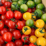 Mix Color Cherry Tomato Live Plants, 2 Plant Per Pot