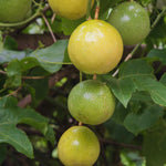 Live Passion Fruit Plant, Passion Fruit Tree Live Plant, Yellow Passionfruit Vine Gardening, Half Gallon Pot