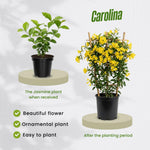Jasmine Live Plant 4–8″ Tall, Jasmines Flower Vine, Fragrant White Blooms, Outdoor or Container Growing (Bright Yellow Jasmine)