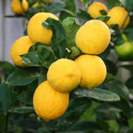 Meyer Lemon Tree Live, Dwarf Citrus Plant, Yellow Lemon Seedling, 2-4 Inches Tall Starter Plant, in 4" Pot for Indoor or Outdoor Growing