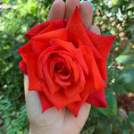 Climbing Roses Live Plants, Rose Bushes Ready to Planting, No Pot, Cut Back, Well Rooted, 6-8 Months Old (Red)