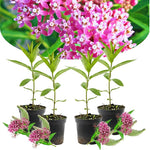 4 Pink Milkweed Plants Live, Butterfly Milkweed Asclepias Tuberosa, Tropical-Style Blooms for Outdoor Gardens, 4-9" Height, No Pot