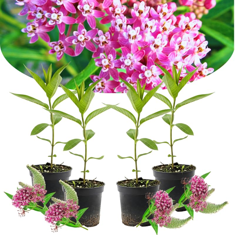 4 Pink Milkweed Plants Live, Butterfly Milkweed Asclepias Tuberosa, Tropical-Style Blooms for Outdoor Gardens, 4-9" Height, No Pot