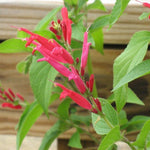 Live Pineapple Sage Plant, Red Flowers for Garden, Long-Lasting Blooms, 5-9 Inc Tall