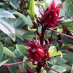 Sabdariffa Roselle Hibiscus Plant Live 4 to 8 Inch Tall, Jamaican Red Roselle Hibiscus Live Plant to Grow, in 4" Pot
