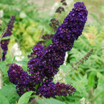 Butterfly Bush Plant Live, Perennial Buddleia Bushes Ready to Grow Outdoor 4-8 Inches (Dark Purple Buddleia)