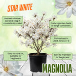 Magnolia Plant Live 6 to 12 Inches Tall, in 2.5 Inches Pot, Magnolia Tree Live Plant, Fragrant Magnolia Flowers (Star Magnolia)