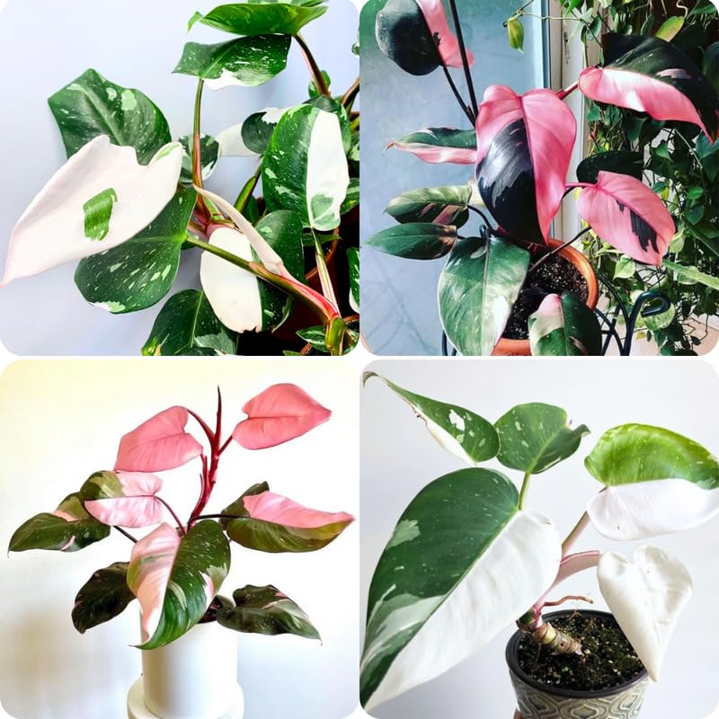 2 Mixed Princess Philodendron Plants Live, Variegated Indoor Houseplant, 5-8 Inch Tall Tropical Foliage, Rare Philodendron